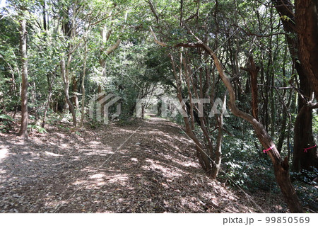 公園　タケノコ　たけのこ　筍　たけのこ掘り　筍掘り　大高緑地公園　大高緑地 99850569