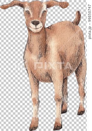 Farm life watercolor,animal,character,baan house,PNG element 99850747