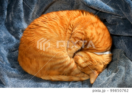 眠っている茶トラ猫 眠っている茶トラ猫 99850762