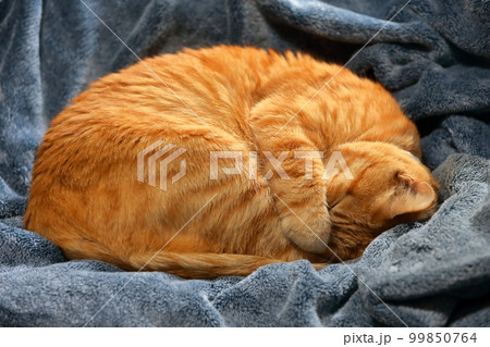 眠っている茶トラ猫 99850764