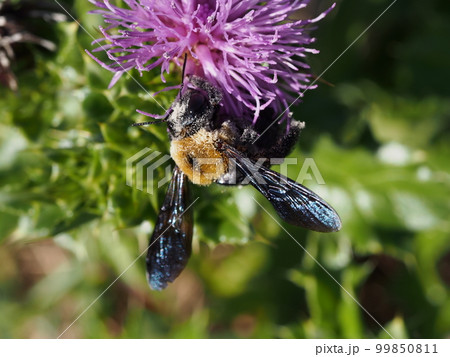 クマバチとハマアザミの紫色の花 99850811