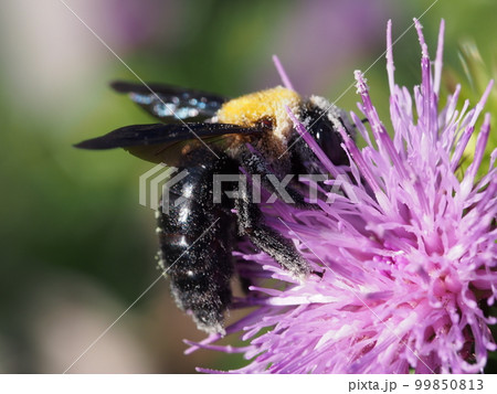 クマバチとハマアザミの紫色の花 99850813