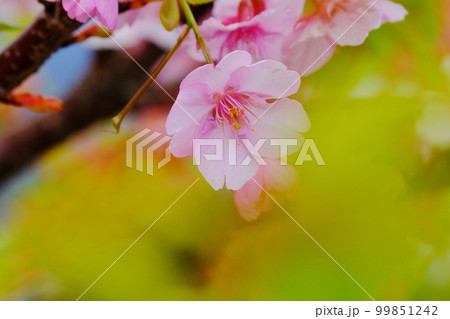 早春を彩る河津桜 99851242