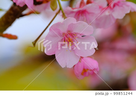 早春を彩る河津桜 99851244