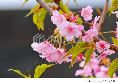 早春を彩る河津桜 早春を彩る河津桜 99851246