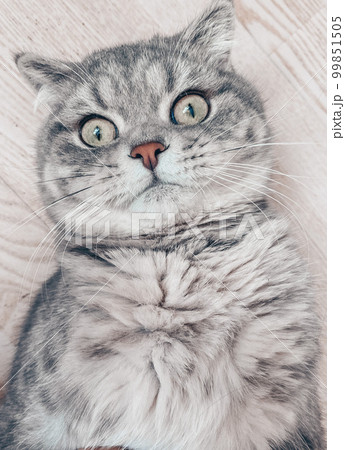 Cute young scottish cat close up Cute young scottish cat close up 99851505