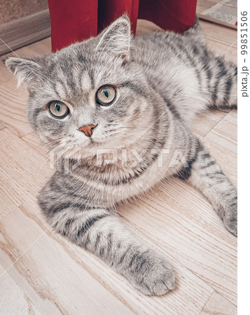 Cute young scottish cat close up Cute young scottish cat close up 99851506