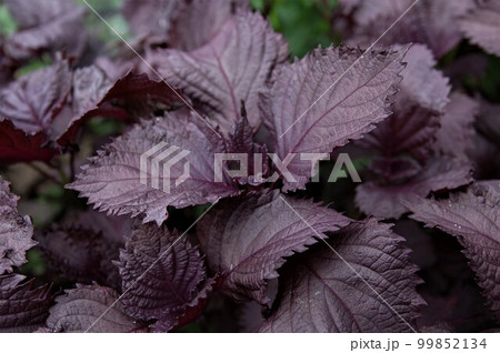 初夏の頃生魚の中毒解毒や着色 風味 薬能などに食用ハーブとして シソ2 初夏の頃生魚の中毒解毒や着色 風味 薬能などに食用ハーブとして シソ2 99852134
