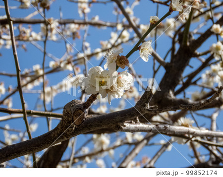 梅の花 梅の花 99852174