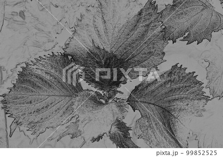 着色 風味 薬能 中毒解毒などに使われるシソ イラスト3 99852525