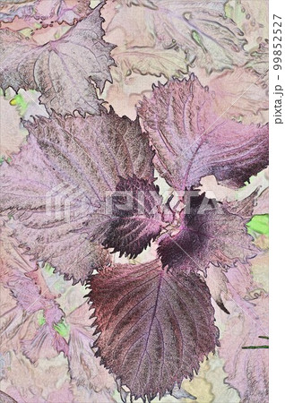 着色 風味 薬能 中毒解毒などに使われるシソ イラスト5 99852527