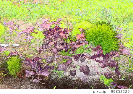 着色 風味 薬能 中毒解毒などに使われるシソ イラスト6 99852529