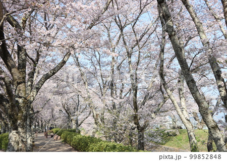 満開の桜並木が目の保養になる和らぎの道 満開の桜並木が目の保養になる和らぎの道 99852848