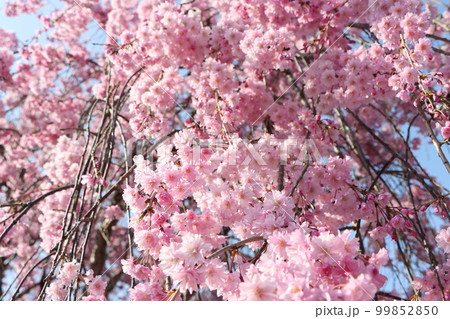 見上げれば枝垂れ桜の花の雲ー参 見上げれば枝垂れ桜の花の雲ー参 99852850
