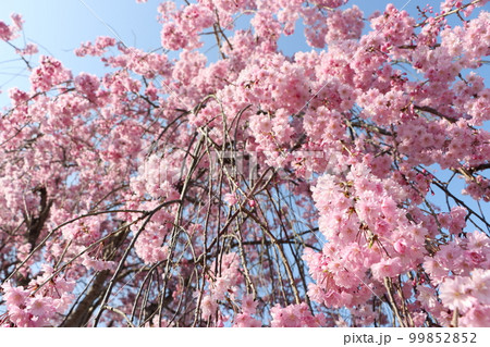 見上げれば枝垂れ桜の花の雲ー五 見上げれば枝垂れ桜の花の雲ー五 99852852