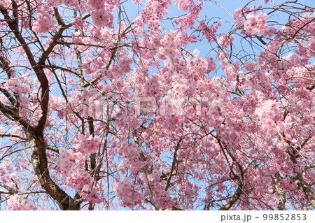 見上げれば枝垂れ桜の花の雲ー六 見上げれば枝垂れ桜の花の雲ー六 99852853