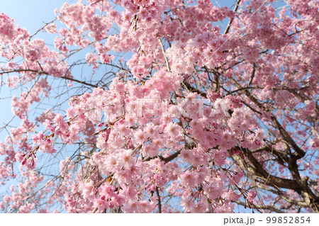 見上げれば枝垂れ桜の花の雲ー七 99852854