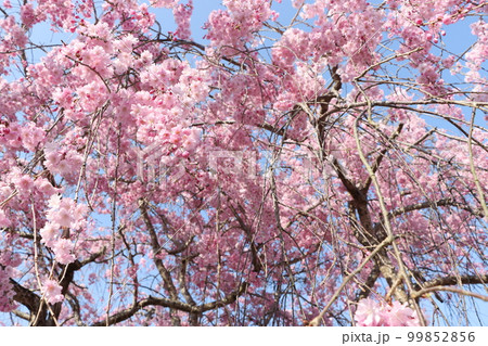 見上げれば枝垂れ桜の花の雲ー九 見上げれば枝垂れ桜の花の雲ー九 99852856