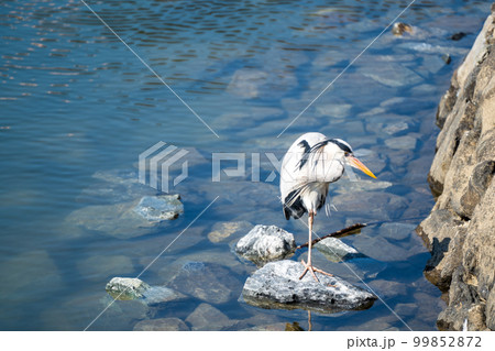 川辺にいるアオサギ 川辺にいるアオサギ 99852872
