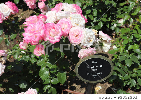 中之島バラ園に咲く薔薇「ニコール」 99852903