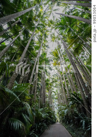 沖縄県 ユスラヤシの並木通り 沖縄県 ユスラヤシの並木通り 99853064