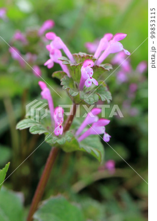 ホトケノザ 99853115