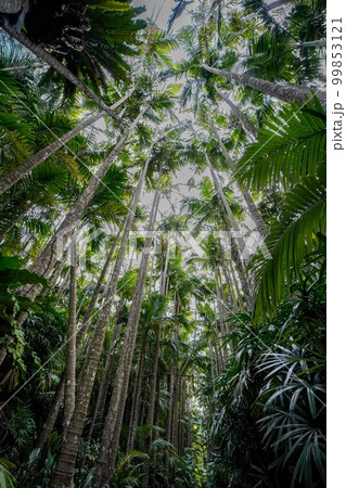 沖縄県　ユスラヤシの並木通り 99853121