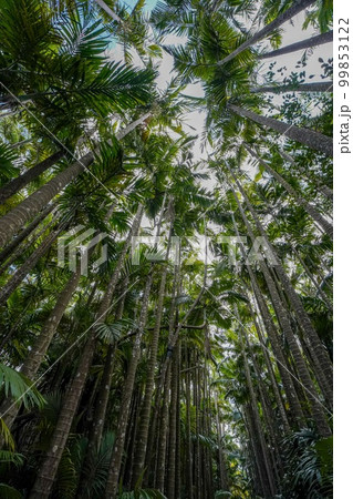 沖縄県　ユスラヤシの並木通り 99853122