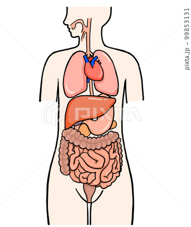 人体解剖図のイラスト素材 [99853131] - PIXTA