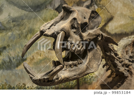 Fossil skull of extinct Astrapotherium magnum, Patagonia, Argentina. 99853184