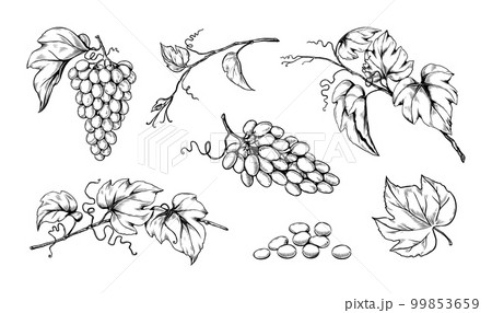 Ink grape with seeds, engraving vineyard. Hand drawing or sketch for vintage wine label, grunge fruit art, berry with leaves on branches. Decorative elements for design. Vector illustration Ink grape with seeds, engraving vineyard. Hand drawing or sketch for vintage wine label, grunge fruit art, berry with leaves on branches. Decorative elements for design. Vector illustration 99853659