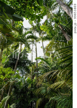 沖縄県　熱帯地域の植物 99853869