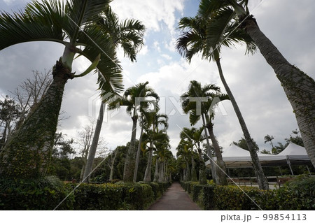 沖縄県 トックリヤシ並木 沖縄県 トックリヤシ並木 99854113