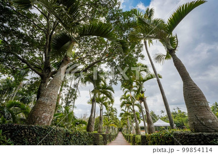 沖縄県 トックリヤシ並木 沖縄県 トックリヤシ並木 99854114