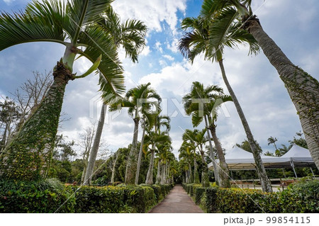 沖縄県　トックリヤシ並木 99854115