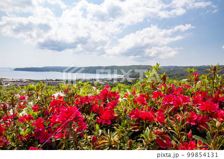 つつじの花と海 99854131