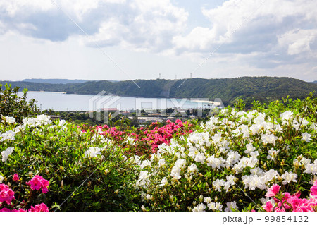 つつじの花と海 99854132