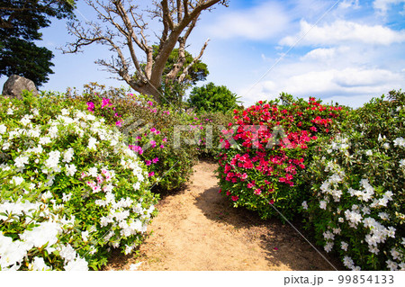 つつじの花 99854133