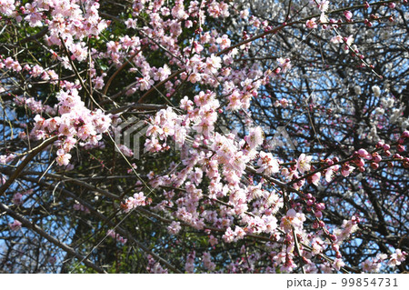 枝垂れ梅 99854731