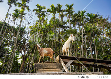 沖縄県　ユスラヤシの木と山羊 99855488