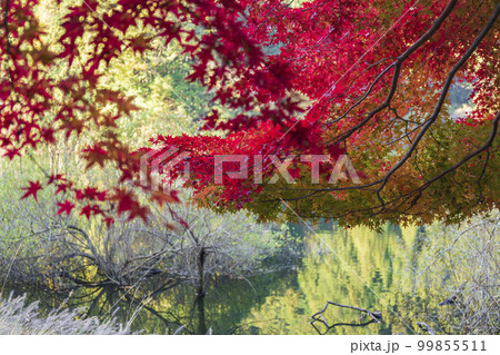 秋の錫杖湖畔 99855511