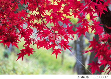 秋の錫杖湖畔 99855512