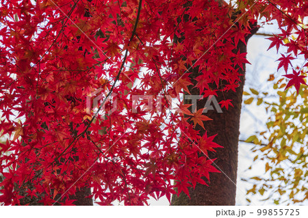 秋の錫杖湖畔 99855725