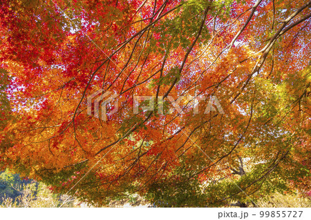 秋の錫杖湖畔 99855727