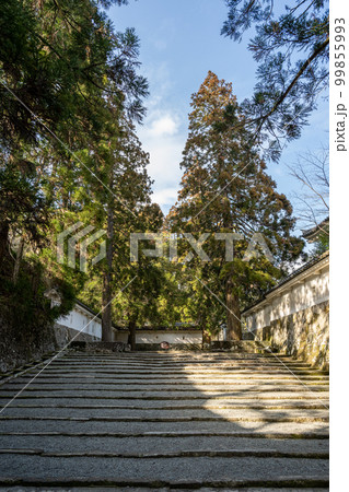 飫肥城跡 - しあわせ杉 飫肥城跡 - しあわせ杉 99855993
