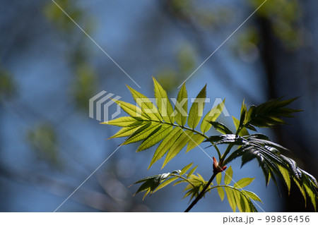 初夏の新緑の若葉 99856456