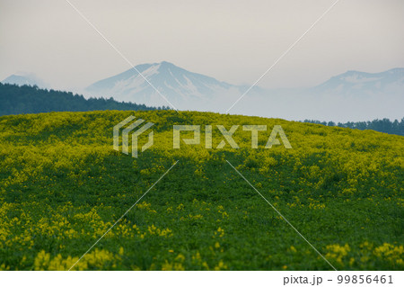 黄色い花が満開の丘と山並み 黄色い花が満開の丘と山並み 99856461
