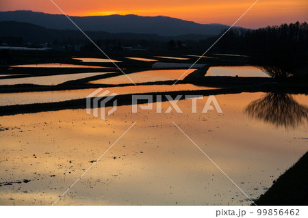 夕日を反射する水田 99856462