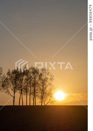 夕暮の空とシラカバ並木 99856474