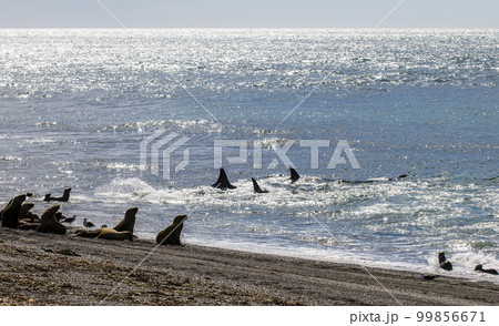 Killer whale hunting sea lions, Peninsula valdes, Patagonia Argentina Killer whale hunting sea lions, Peninsula valdes, Patagonia Argentina 99856671